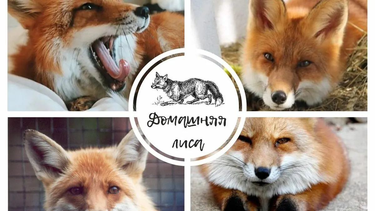 Домашняя лиса