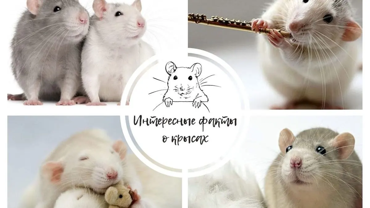 Интересные факты о крысах
