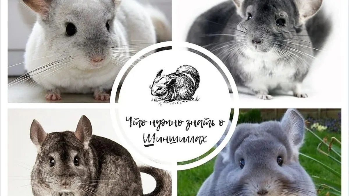 Интересные факты о шиншилах