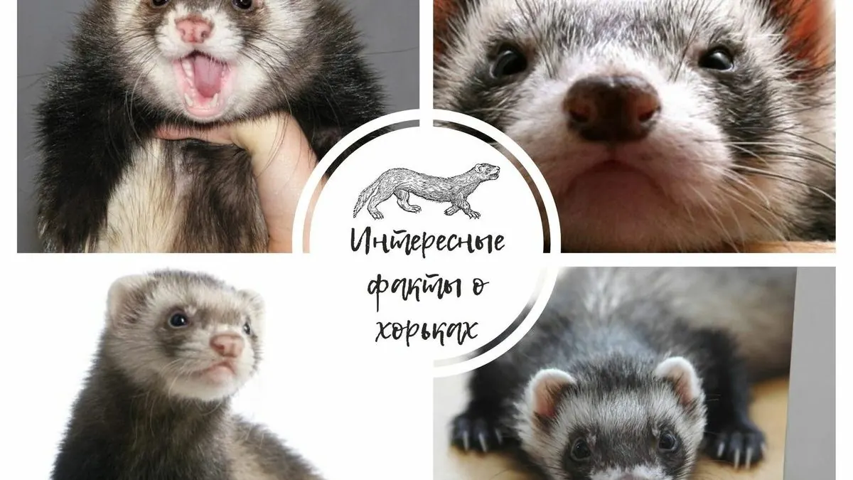Интересные факты о хорьках