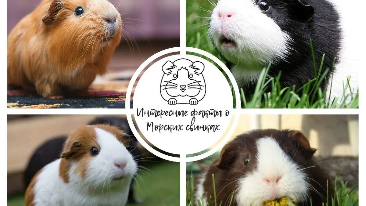 Интересные факты о морских свинках