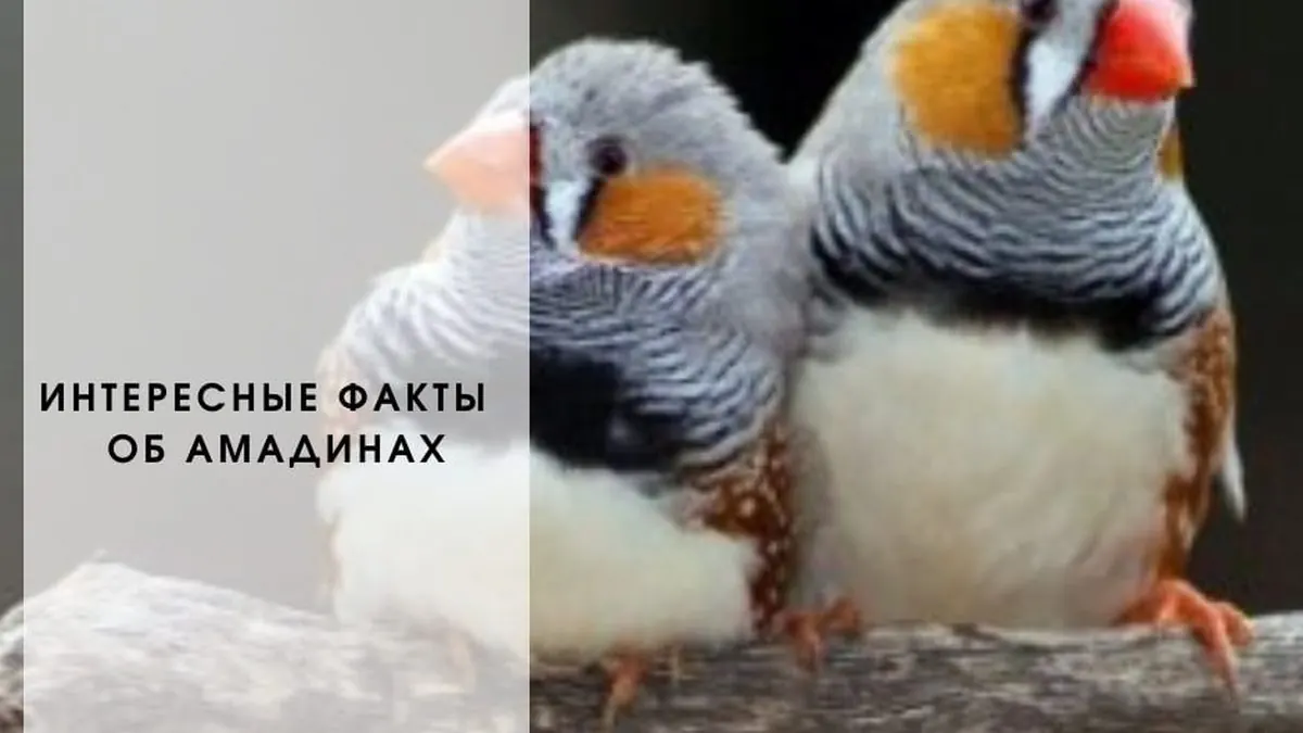 Интересные факты об Амадинах