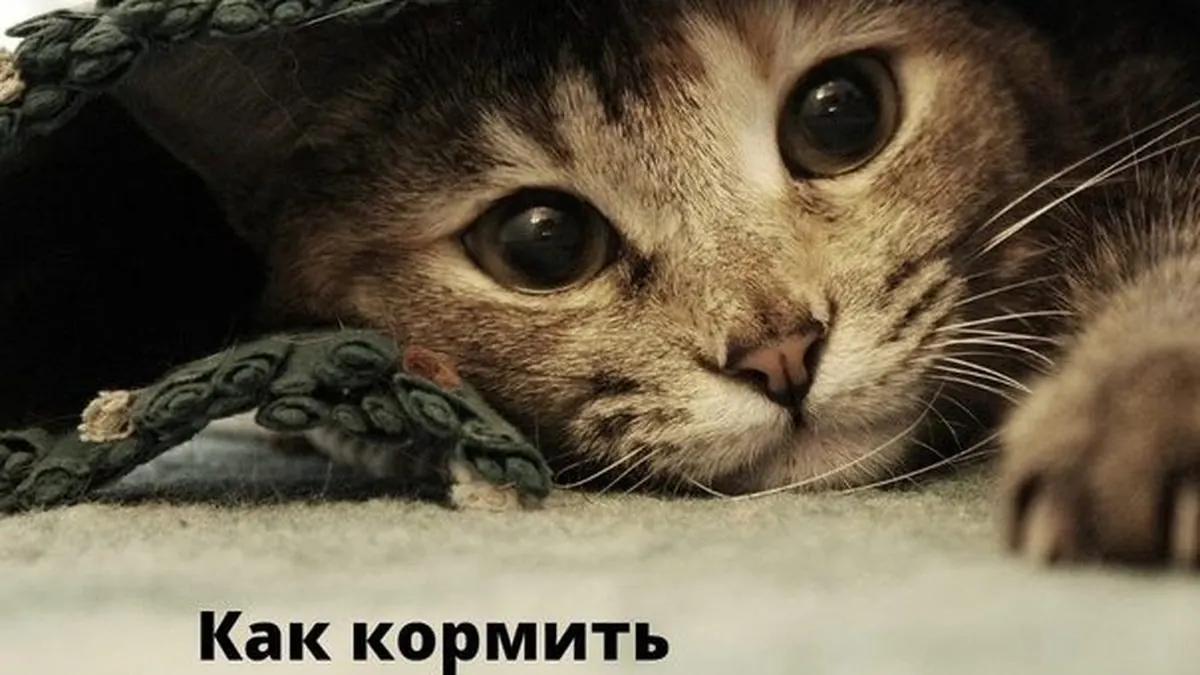 Как кормить истощенную кошку