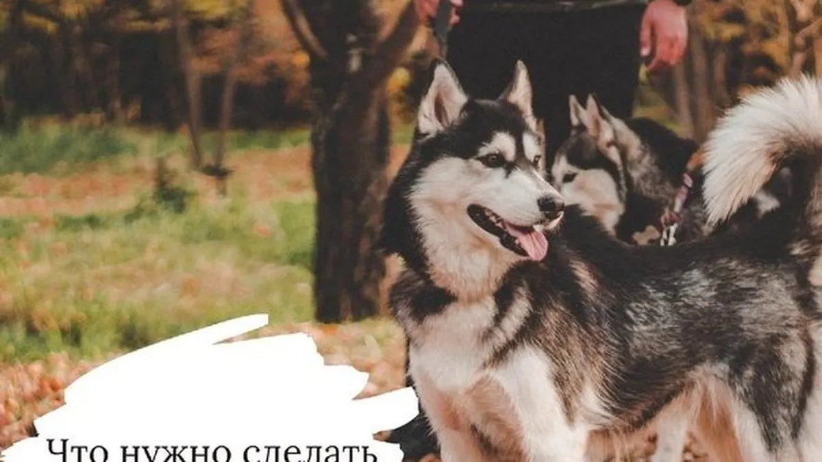 Что нужно сделать осенью