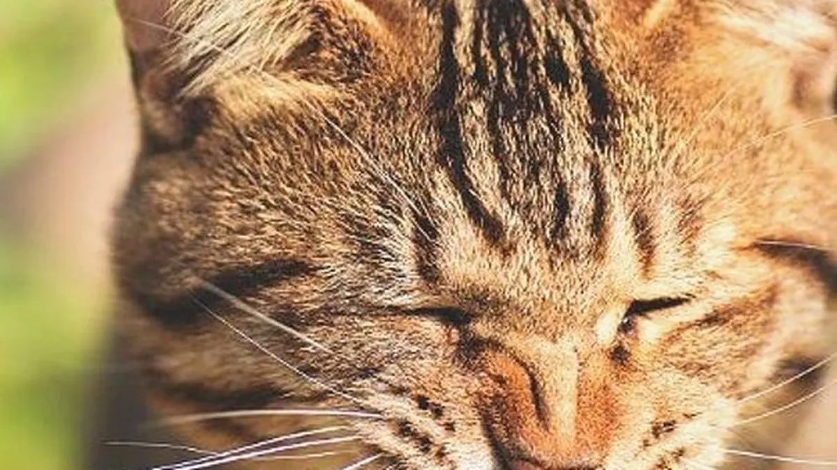 Почему кошки чихают