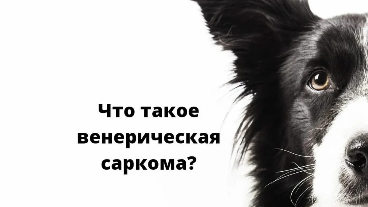 Что такое венерическая саркома?
